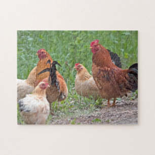 Puzzle États-Unis, Nebraska. Poules