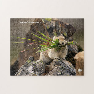 Puzzle Été - American Pica