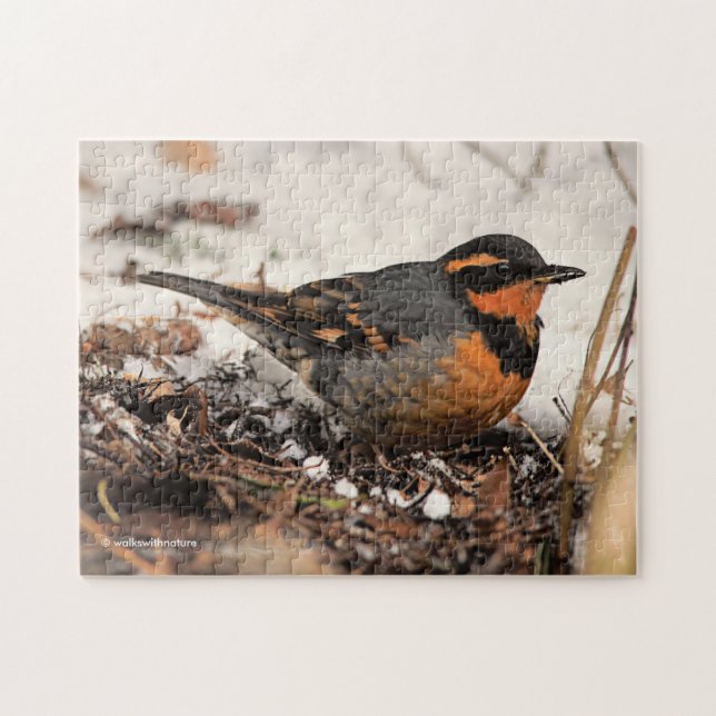 Puzzle Étonnant oiseau-chanteur à la grive variée dans la (Horizontal)