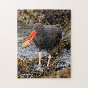 Puzzle Étonnant oiseau de rivage noir à l'huître avec écu