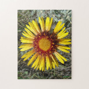 Puzzle F1 Gaillardia fleur sauvage jaune