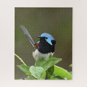 Puzzle Fairy Wren
