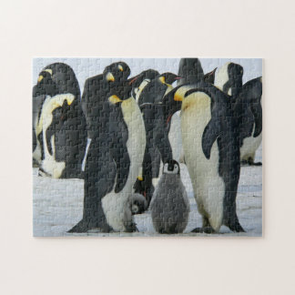 Puzzle Famille adorable de Penguin Faune arctique