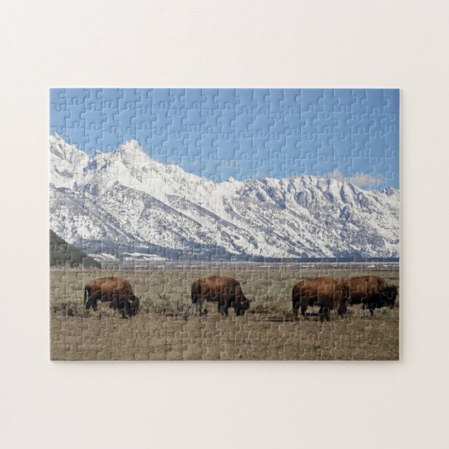 Puzzle Faune Monts Bison Photo Neige (Horizontal)