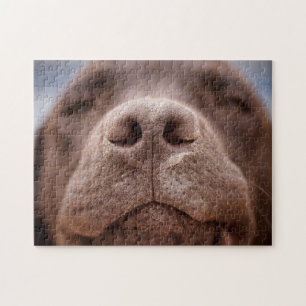 Puzzle Fermeture du nez du Labrador au chocolat