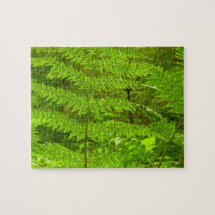 Puzzle Fern Fronds III Nature verte Botanique