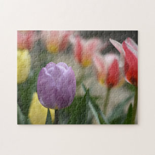 Puzzle Festival Tulip Fleur Nature Photographie Jardin