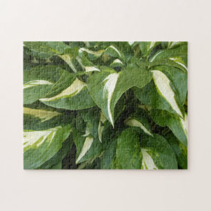 Puzzle Feuille Hosta