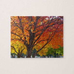 Puzzle Feuilles d'automne de la photo jaune et orange