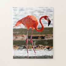 Flamant rose reposant