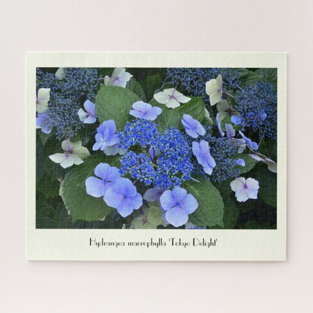Puzzle Fleur Collable Blue Hydrangea (Horizontal)