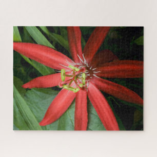 Puzzle Fleur de passion rouge en pleine floraison
