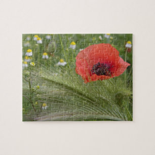 Puzzle Fleur de pavot rouge, Toscane, Italie