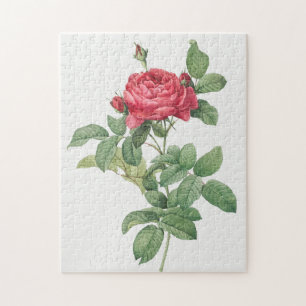 Puzzle Fleur floraison rose Vintage vieille illustration