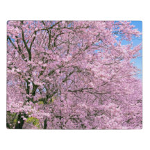 Fleurs de cerisiers en fleurs