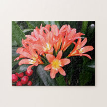Fleurs de Clivia en fleurs