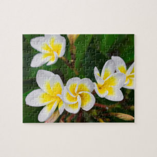 Puzzle Fleurs de plumeria en gros plan, Hawaï