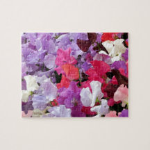 Fleurs de pois doux roses, violettes et blanches e