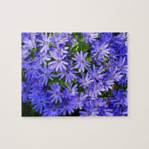 Puzzle Fleurs de type Marguerite Bleue Photographie de la