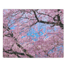 Fleurs florantes de cerisiers