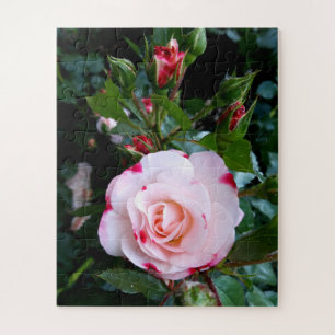 Puzzle Fleurs roses, Roses blanches rouges roses