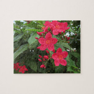 Puzzle Fleurs rouges de Jatropha