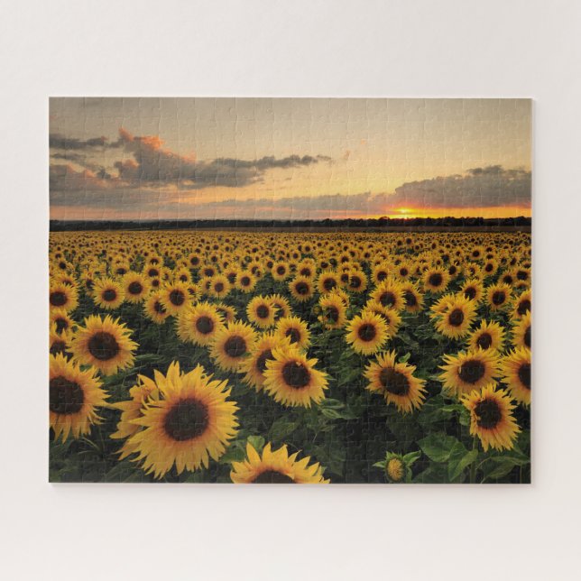 Puzzle Fleurs | Terrain de tournesol (Horizontal)