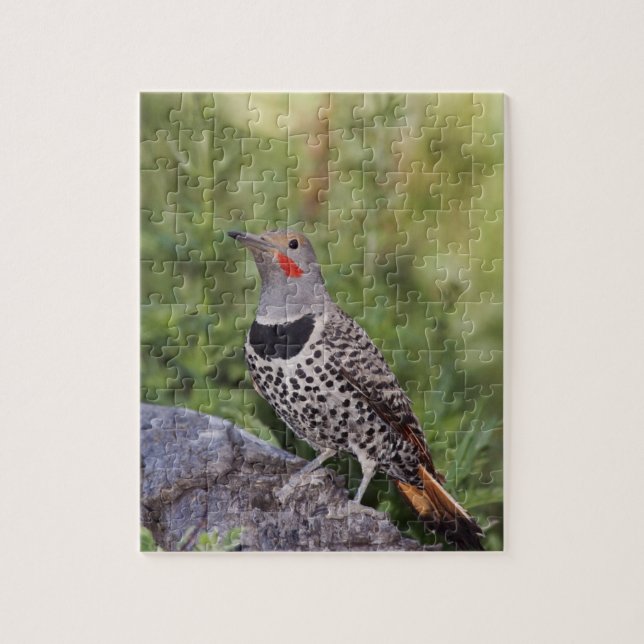 Puzzle Flicker du Nord, ColMatiauratus, Red shafted (Vertical)