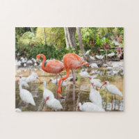 Floride tropicale Flamants roses roses Pittoresque