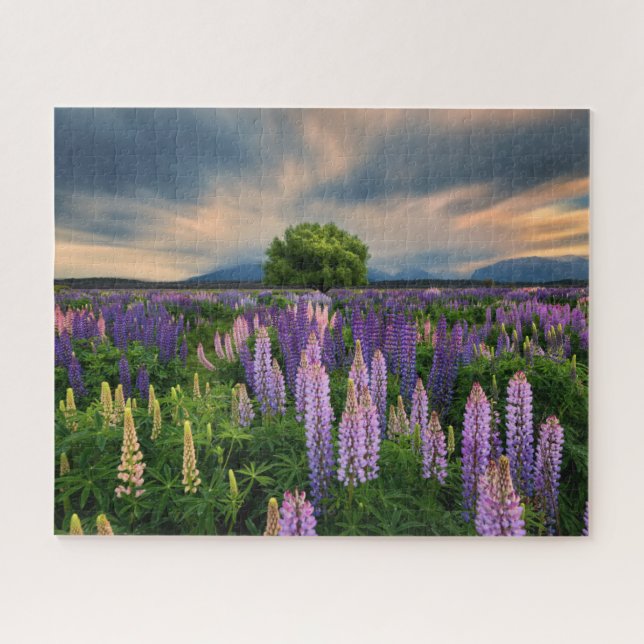 Puzzle Flowers (homonymie) | Lupine Field à New Zealand (Horizontal)