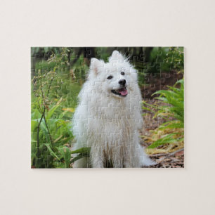 Puzzle Fluffy White Spitz Chien chiot