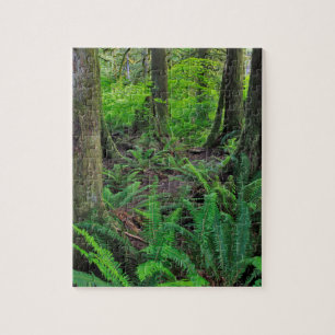 Puzzle Forêt verte luxuriante Pittoresque