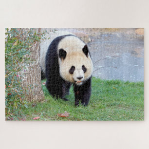 Puzzle Foto Riesenpanda , Tiere 0340.