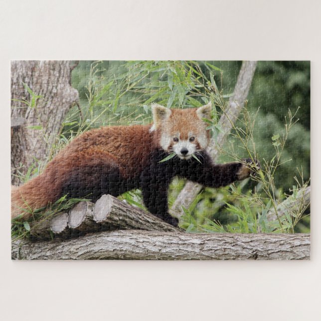 Puzzle Foto Rote Panda , Tiere 0522. (Horizontal)