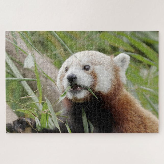 Puzzle Foto Rote Panda , Tiere 0528. (Horizontal)