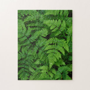 Puzzle Fougère bracken avec gouttes de pluie, État de Was