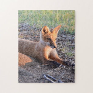 Puzzle Fox dans Sunlight