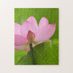 Puzzle Franklin NC, jardin d'eau de Perry, Lotus