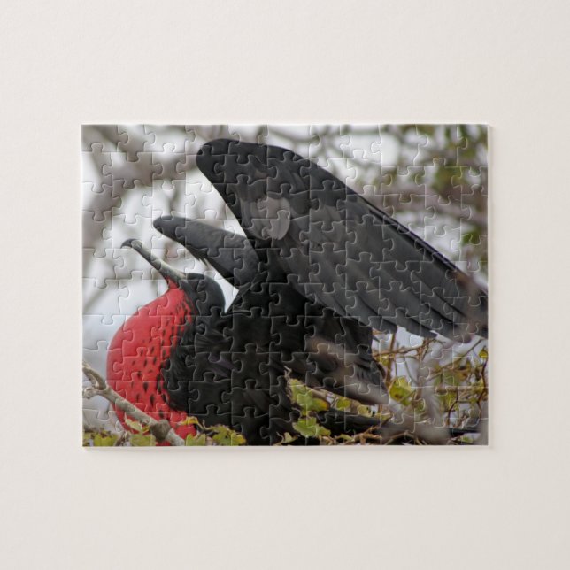 Puzzle Frégate superbe (Horizontal)