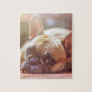 Puzzle french bulldog laying