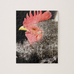 Puzzle Frizzle Rooster