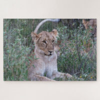 Gardien de la fierté – Lionne au repos