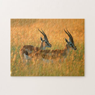 Puzzle Gazelle de Thomson (Gazella Thomsonii) à l'aube