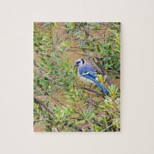 Puzzle Geai bleu sur un myrte cirier du Sud