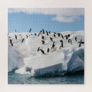 Puzzle Gentoo Penguin Antarctica Iceberg Playtime