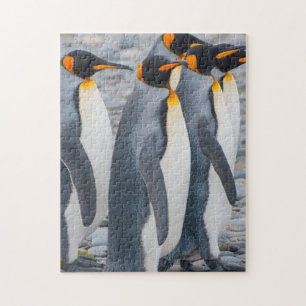 Puzzle Géorgie du Sud. Pingouins