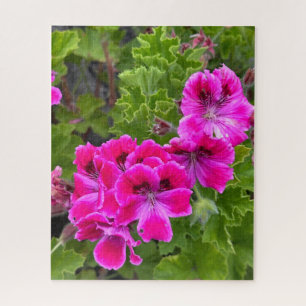 Puzzle Géranium Martha Washington rose chaud, Oakland