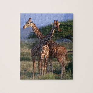 Puzzle Girafe réticulée 2