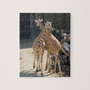 Puzzle girafes