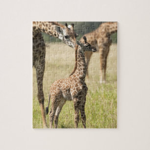 Puzzle Girafes maasaï, Giraffa camelopardalis 2